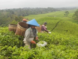 Keindahan Alam di Kebun Teh Sidamanik, Medan!