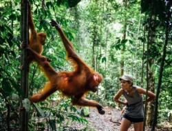 Rekomendasi Penangkaran Orang Hutan di Bukit Lawang