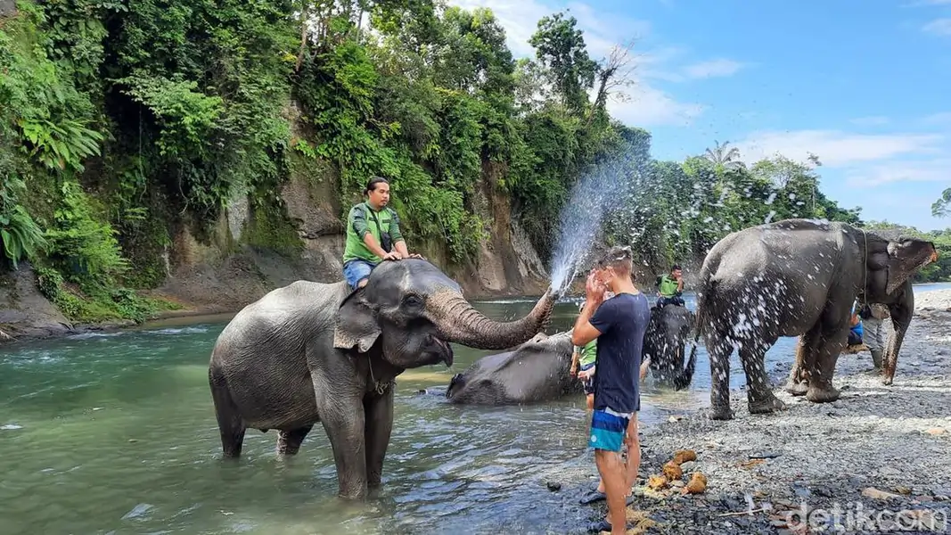 Wisata Alam Tangkahan