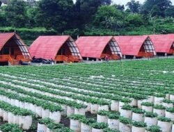 Wisata Perkebunan Strawberry Ciwidey: Pesona Kebun Strawberry