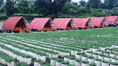 Wisata Perkebunan Strawberry Ciwidey: Pesona Kebun Strawberry