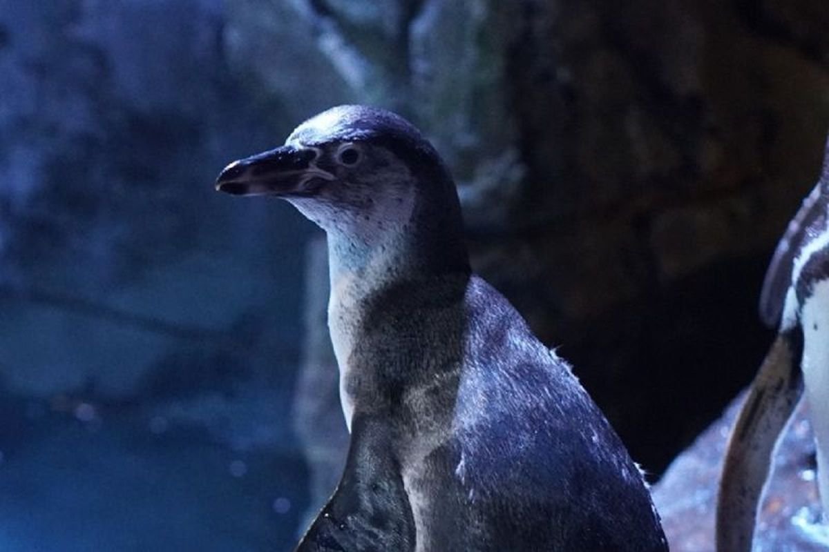 Bayi Penguin